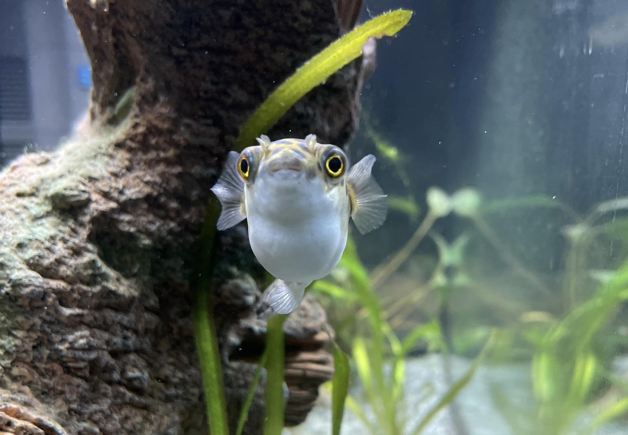 spotted green puffer
