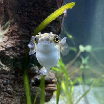 spotted green puffer