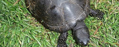 Skildpadder kendes ofte på deres skjold, der dækker det meste af deres krop. Skjoldet beskytter skildpadderne mod rovdyr. Visse vandlevende arter har dog ingen skjold. De fleste skildpadder er planteædere, men der er også arter, der er er rovdyr og ådselsædere.